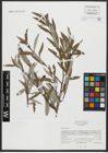 Foto von Salix alba L.